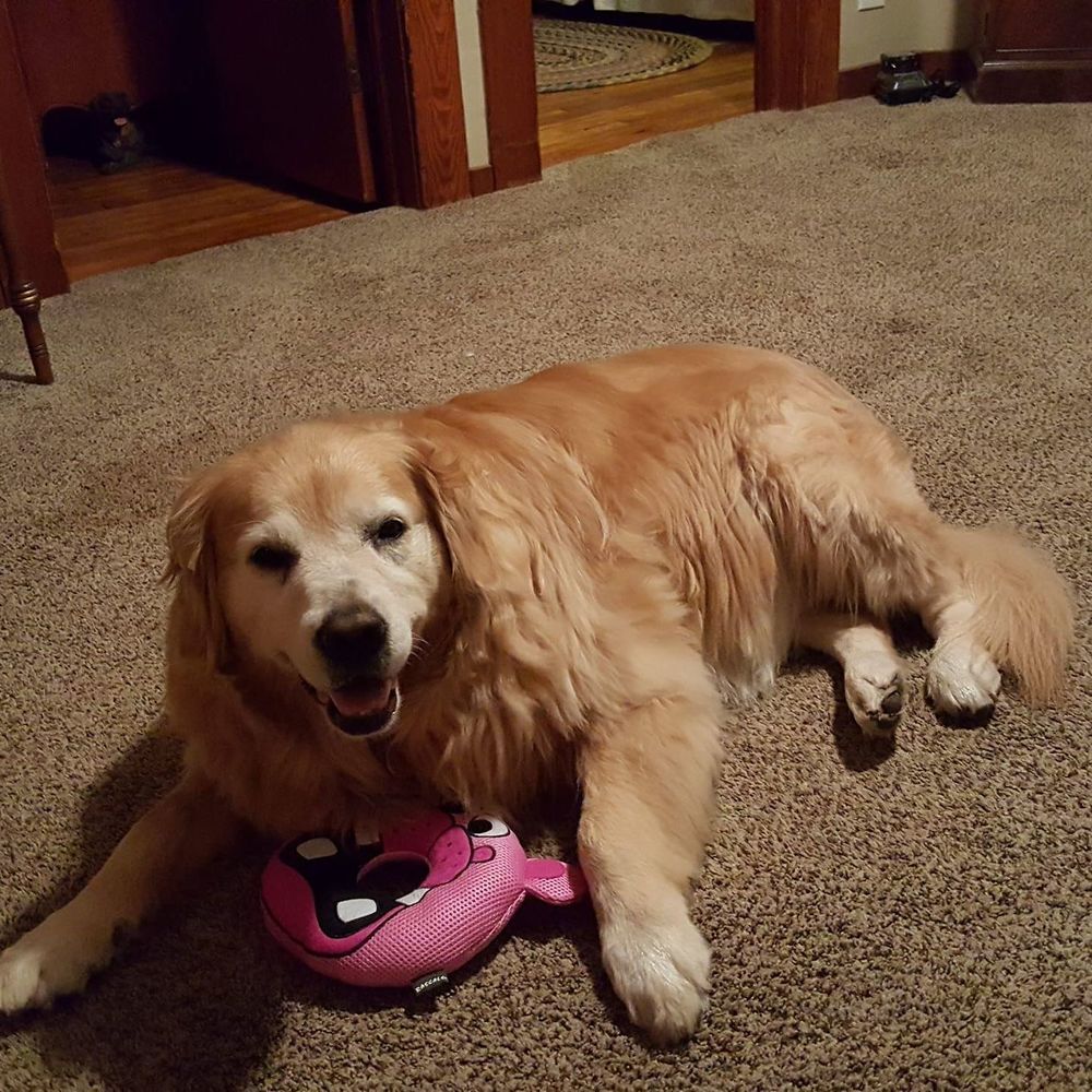 Meet your Posher, Penny